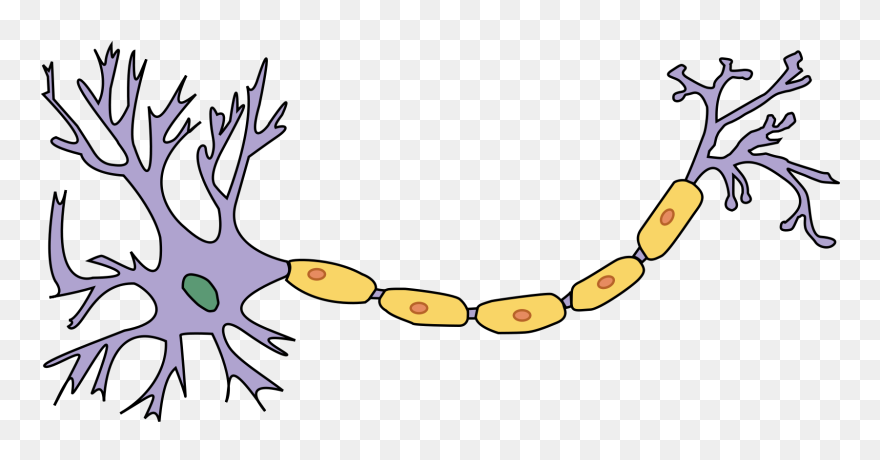 The Atp Calcium Ions - Parts Of A Neuron Clipart