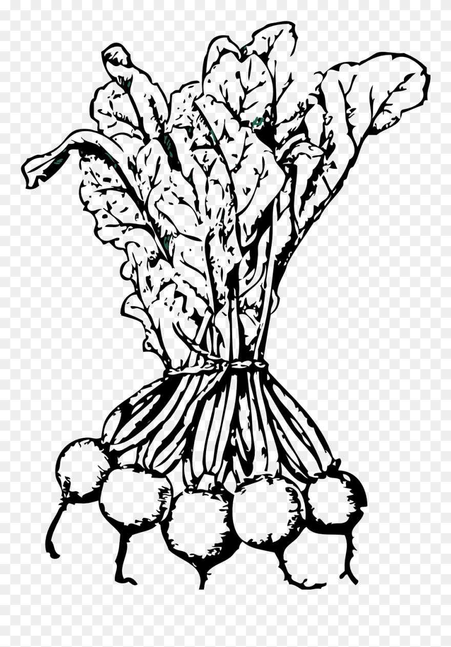 Beets Black White Line Art - Beets Clip Art - Png Download