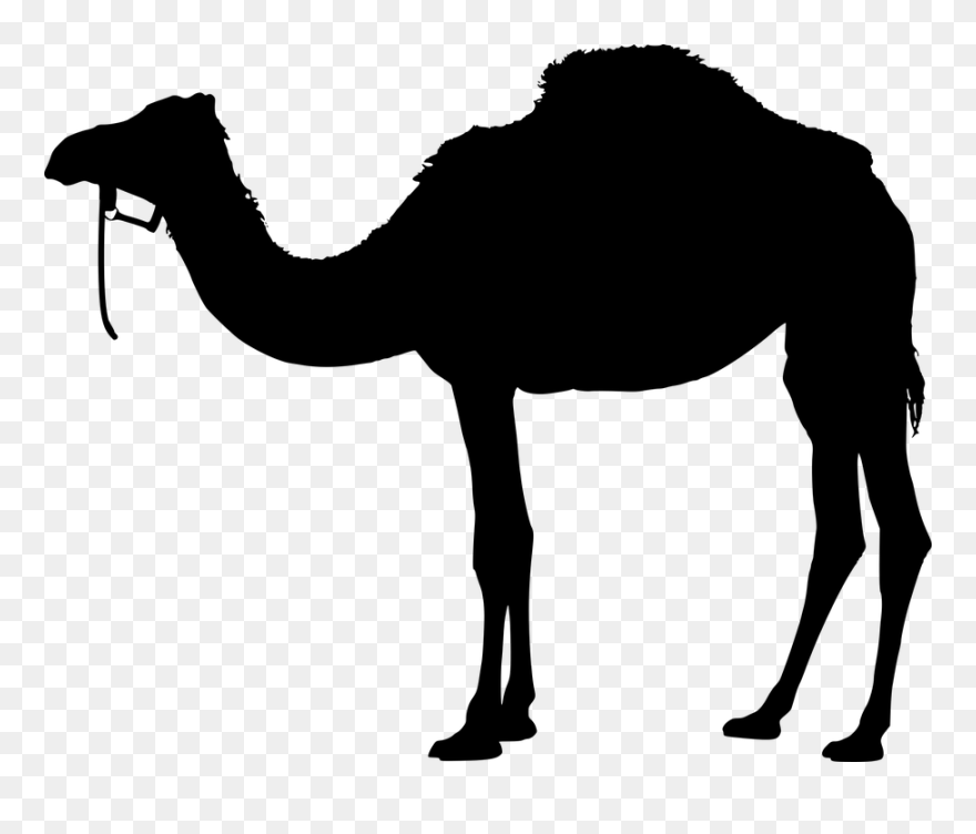 Planting Clipart Desert Animal - Camel Silhouette Png Transparent Png