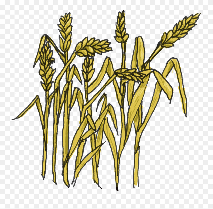 Wheat Clip Art - Dibujo De Granos De Harina Animado - Png Download