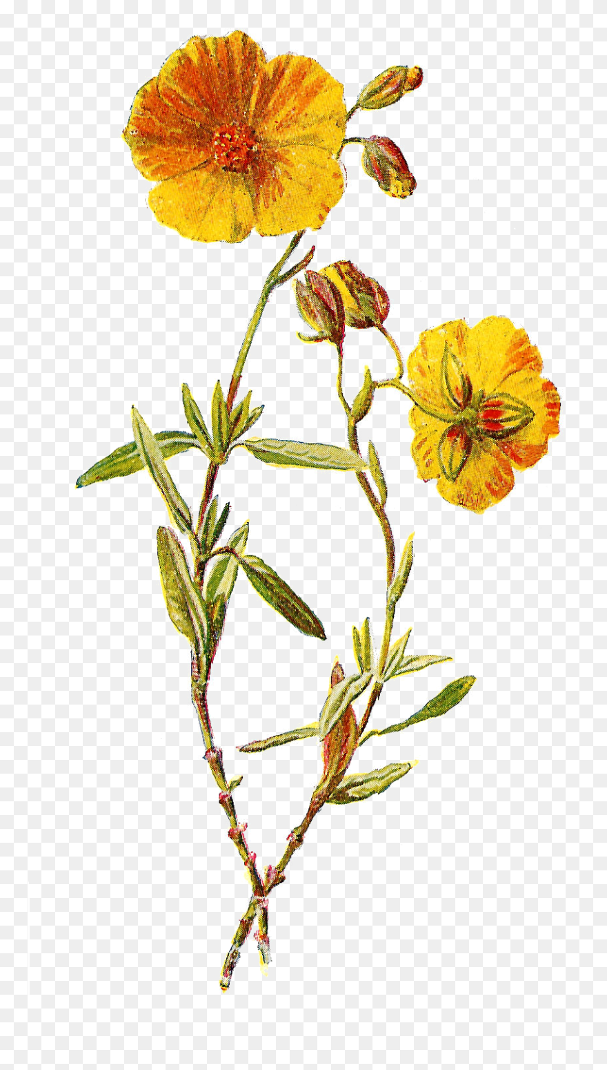 Transparent Botanical Clipart - Wild Flower Png