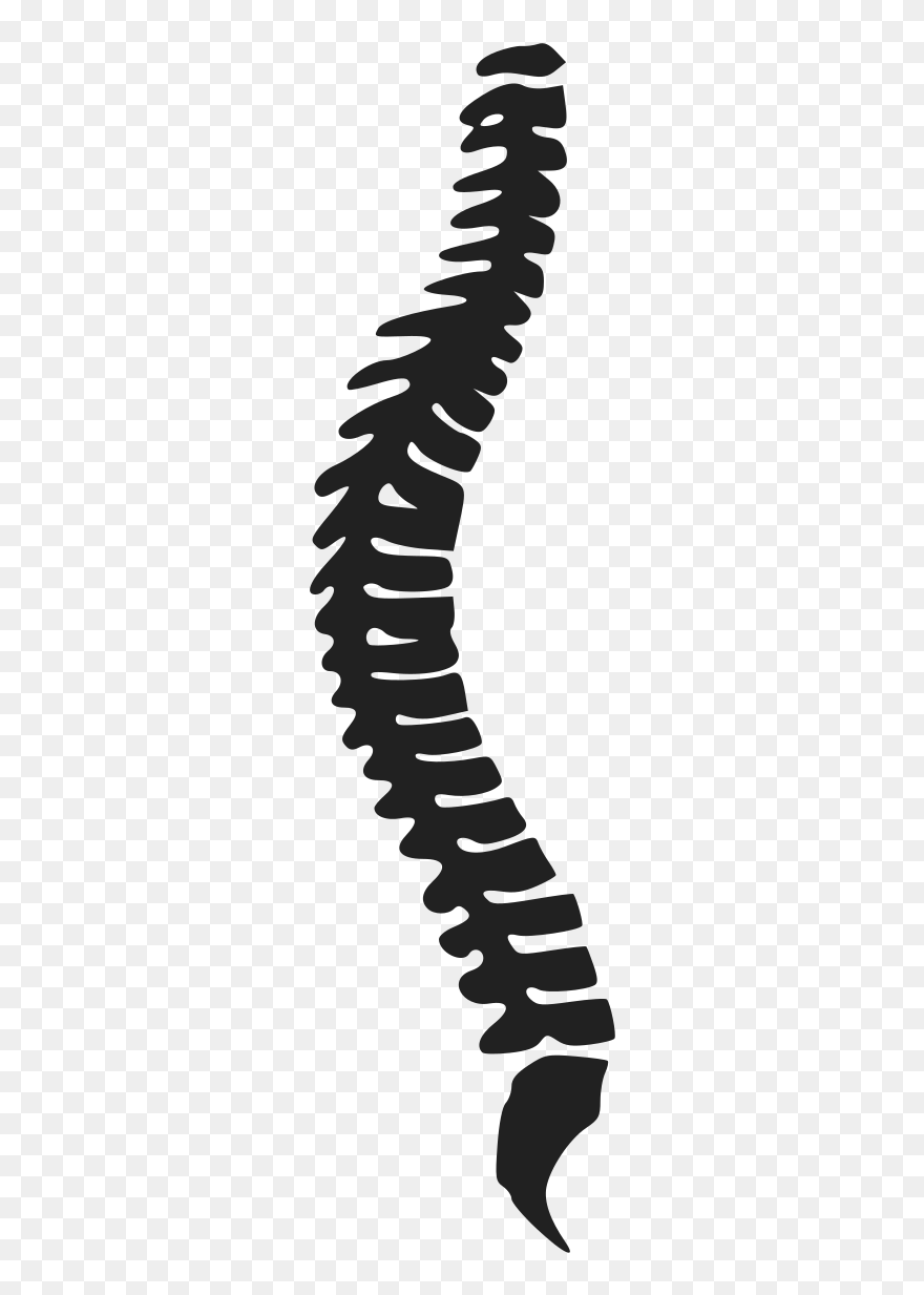 Spine Clipart - Illustration - Png Download