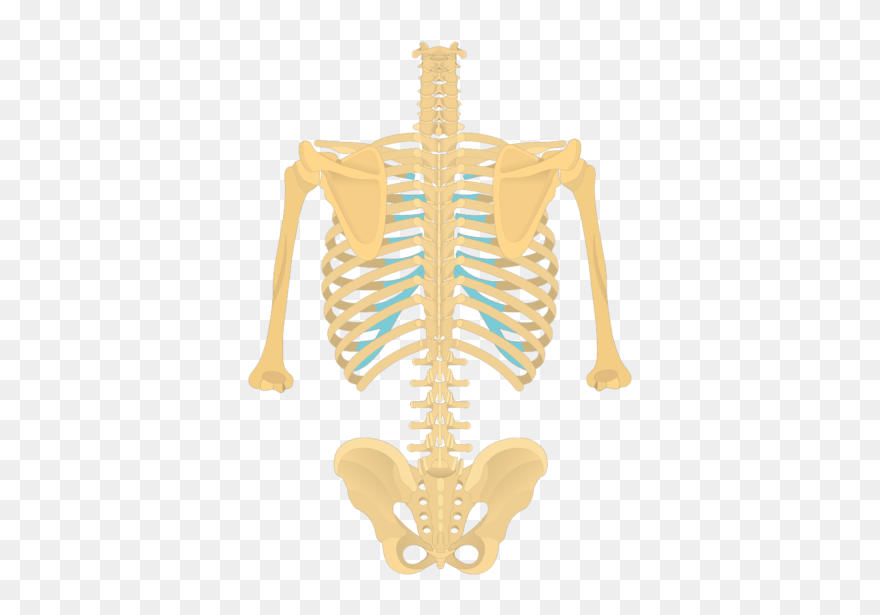 Spine Clipart Back Bone - Png Download