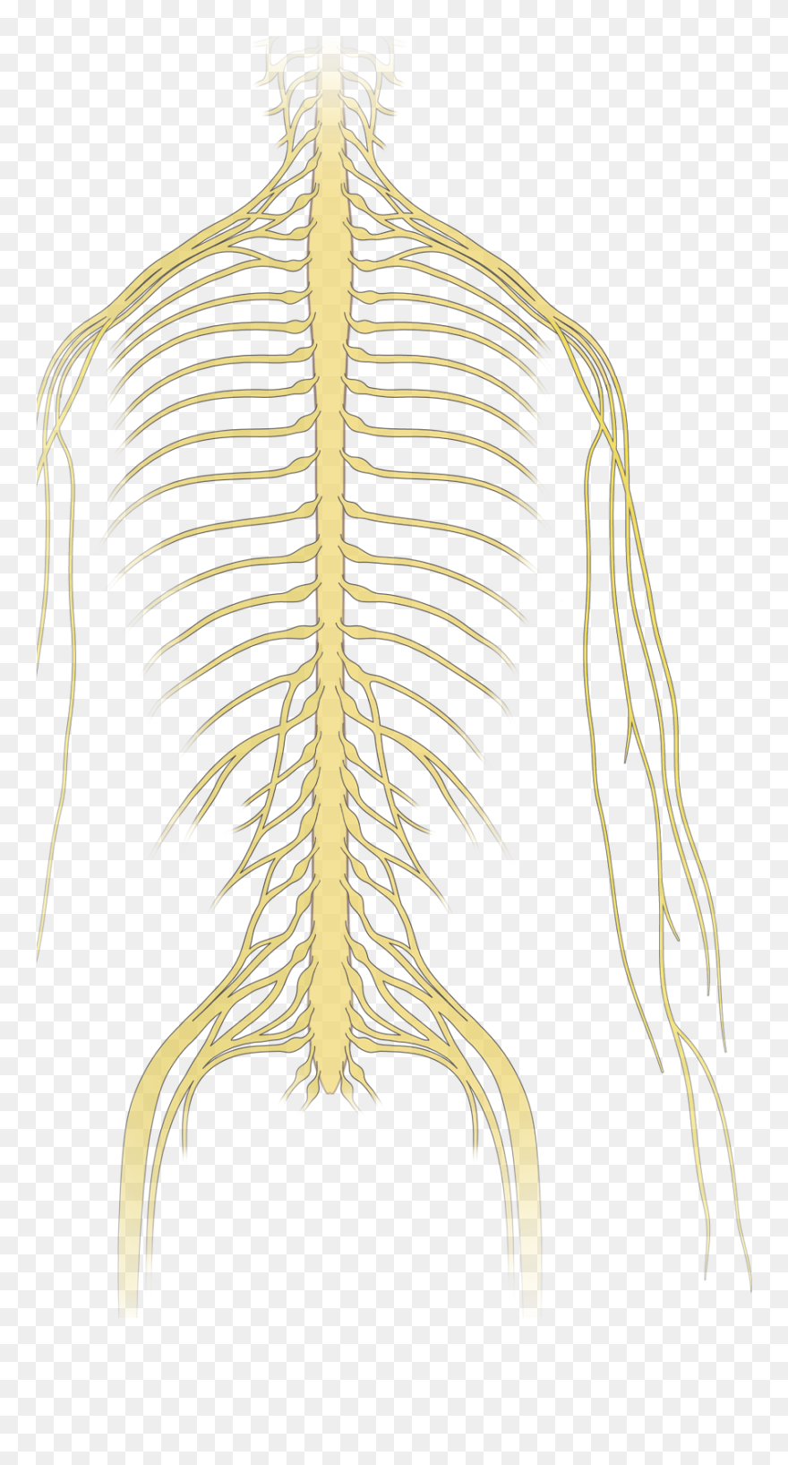 Neoplastic Epidural Spinal Cord Compression Nejm - Spinal Cord Transparent Clipart