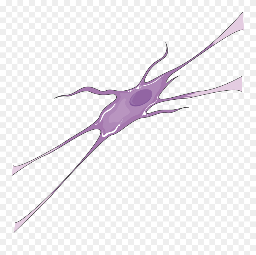 Oligodendrocyte Png Clipart