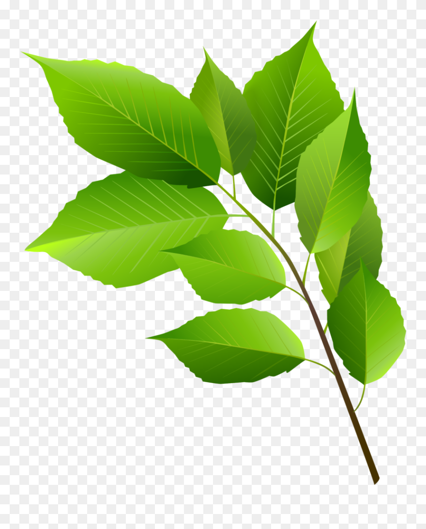 Green Leaves Clipart - Png Download