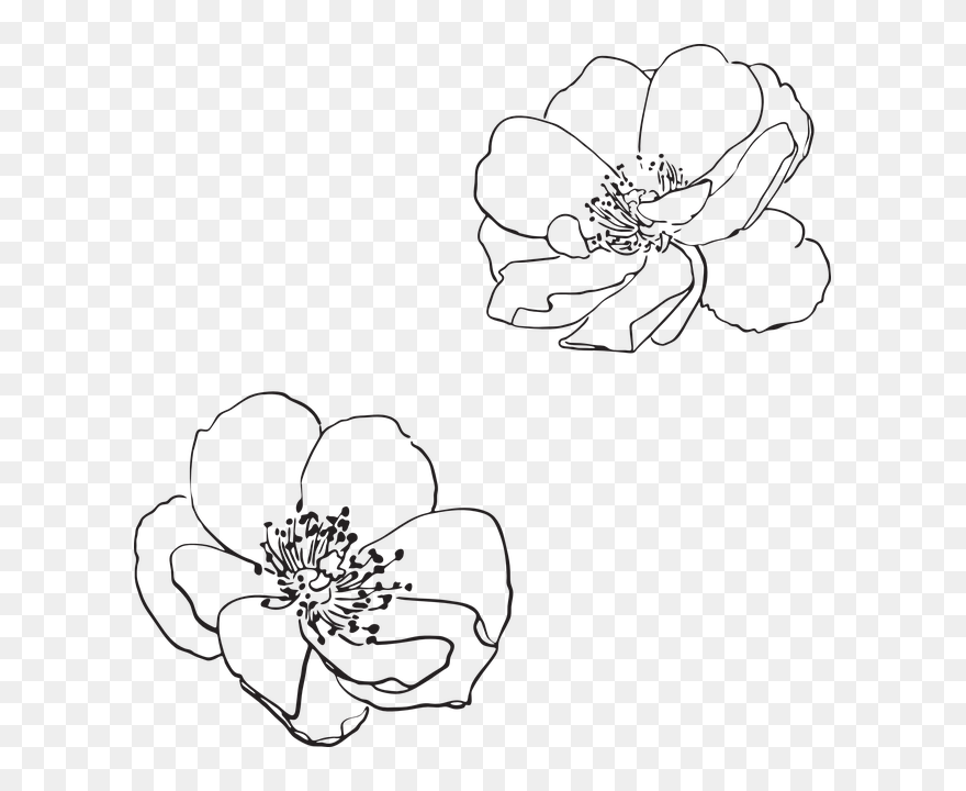 Apple Blossom Clipart Black And White Freeuse Free - Transparent Flower Outline Png