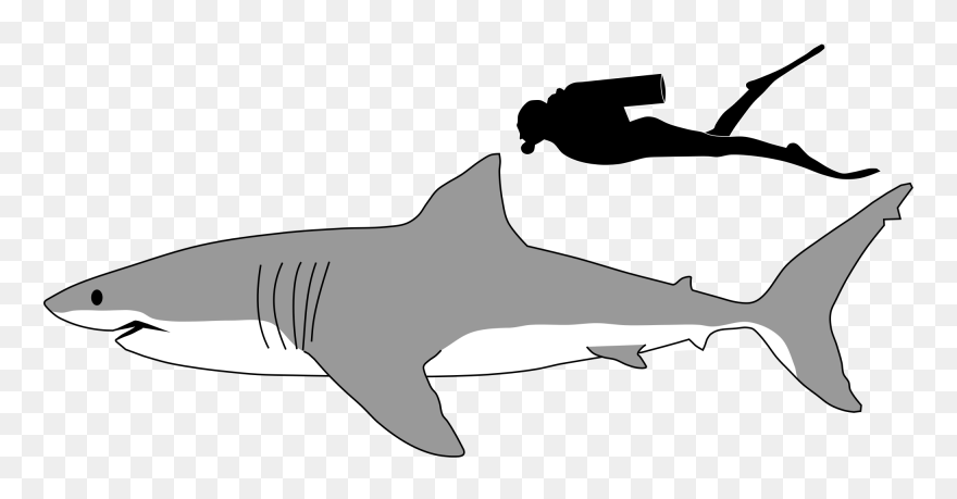 Great White Shark Size To Human Clipart