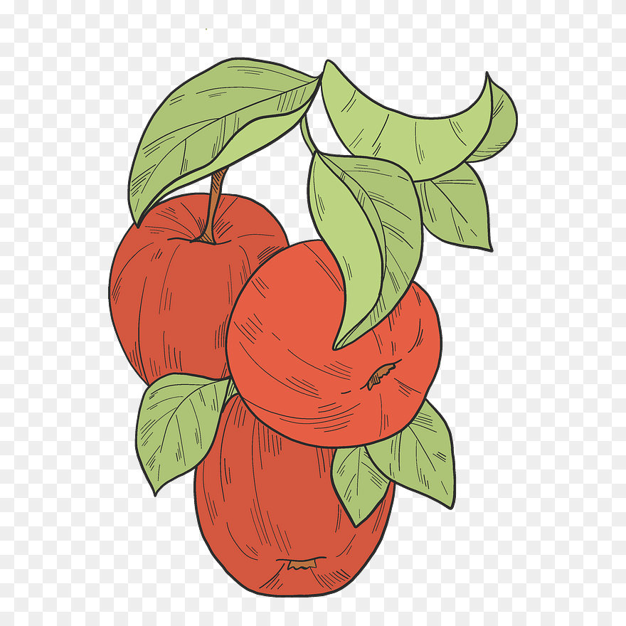 Red Apples On A Branch Clipart - Seedless Fruit - Png Download