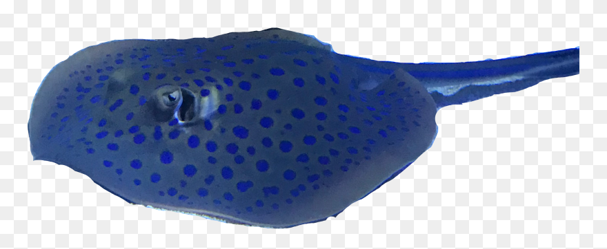 Freshwater Whipray Clipart