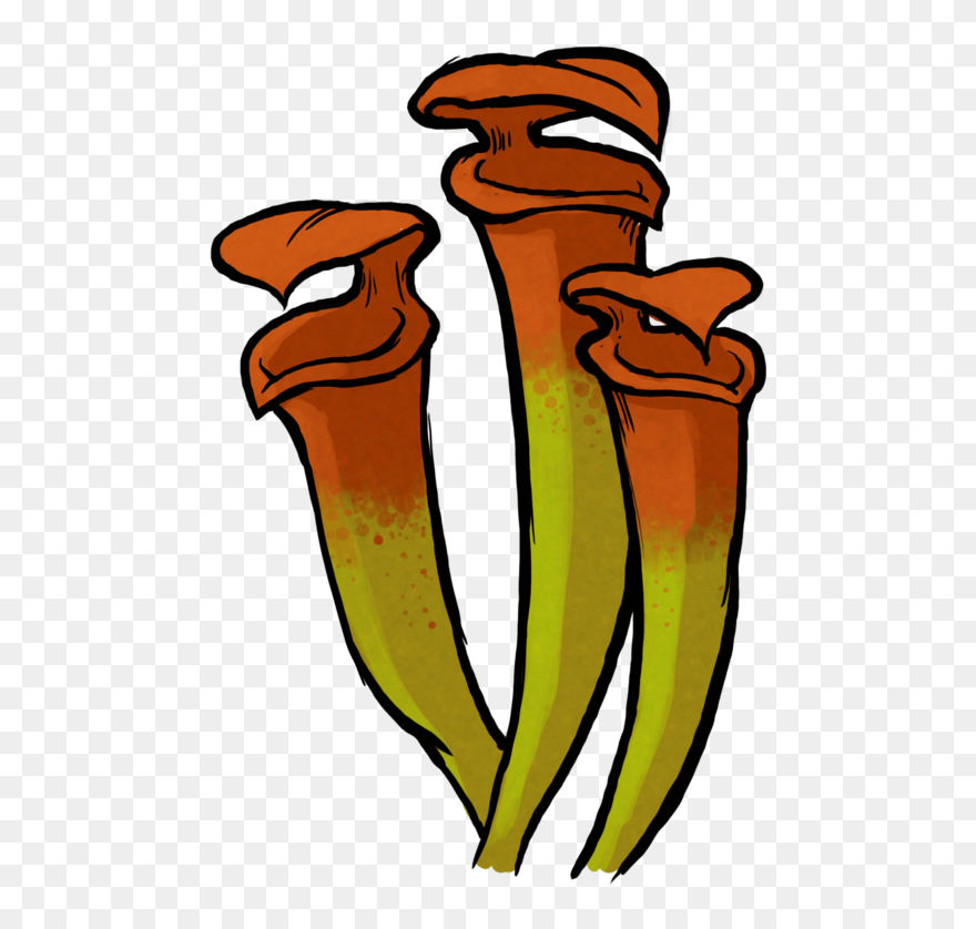 Swamp Plant - Illustration Clipart