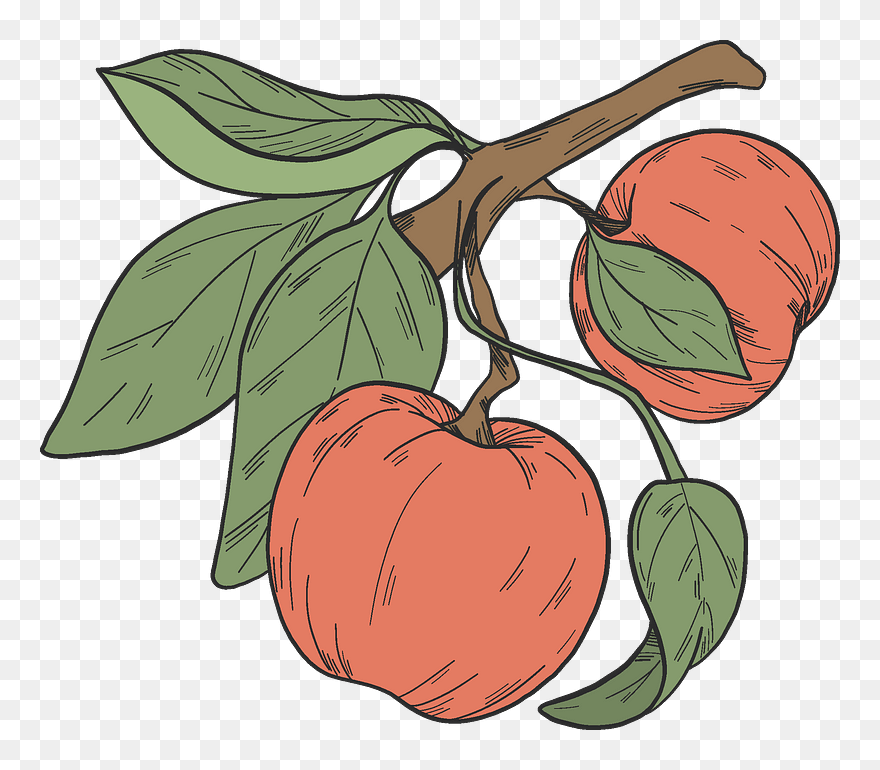 Red Apples On A Branch Clipart - Tomatillo - Png Download