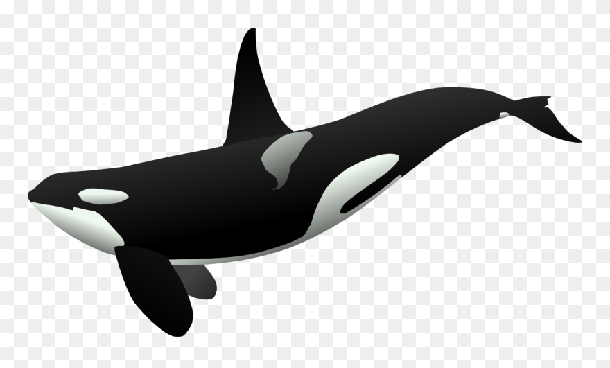 Orca Matthew Gates R - Orca Clipart - Png Download