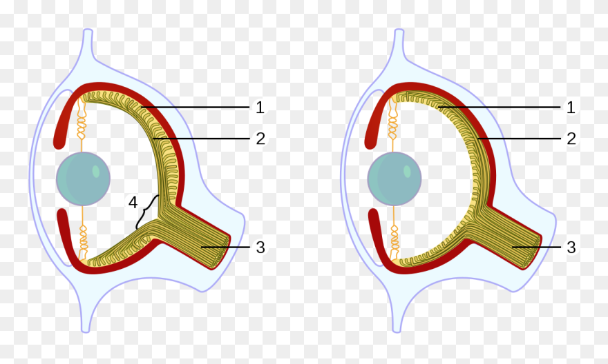 Squid Eye Png - Convergent Evolution Cephalopod Eyes Clipart