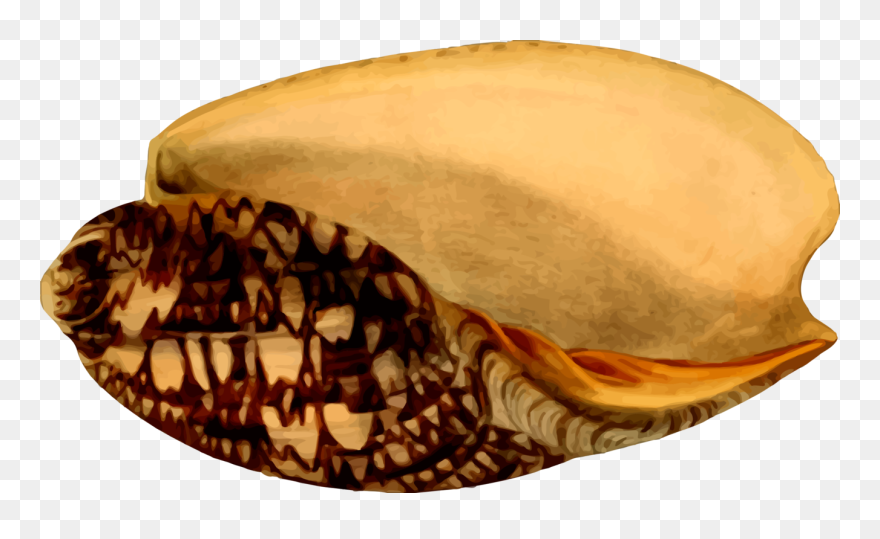 Snail,conch,seashell - Seashell Clipart