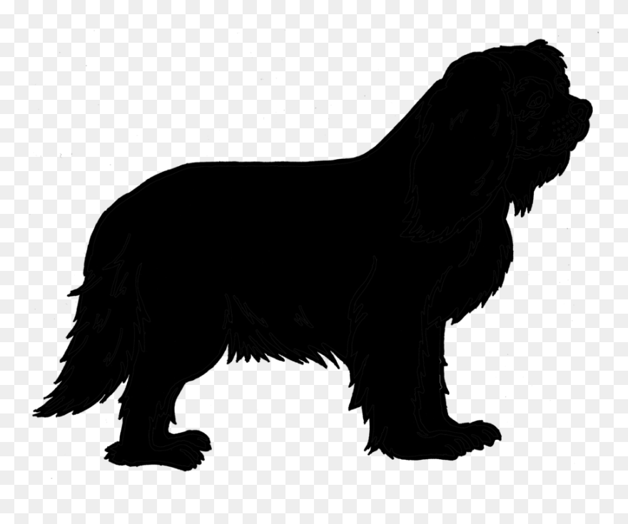 Sheltie Vector Graphics Royalty-free Stock Illustration - Boykin Spaniel Silhouette Clipart