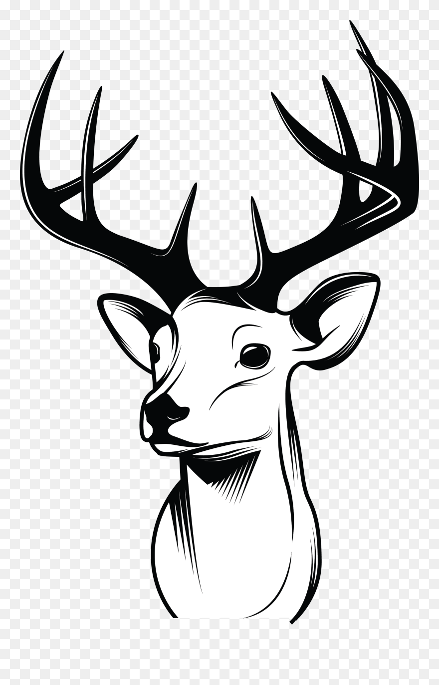 Deer Drawing Sketch - Mounted Deer Head Drawing Clipart