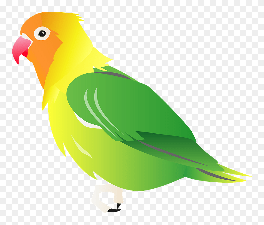 Fischers Lovebird Bird Clipart - Budgie - Png Download