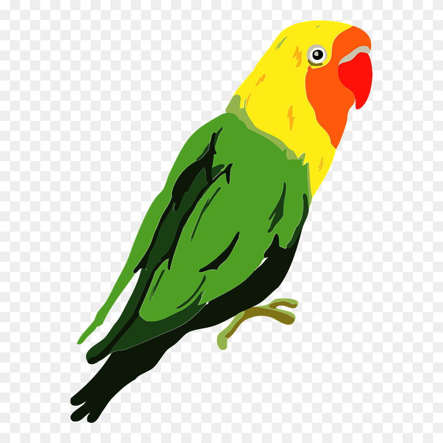 Lilians Lovebird Bird Clipart - Lilian's Lovebird - Png Download