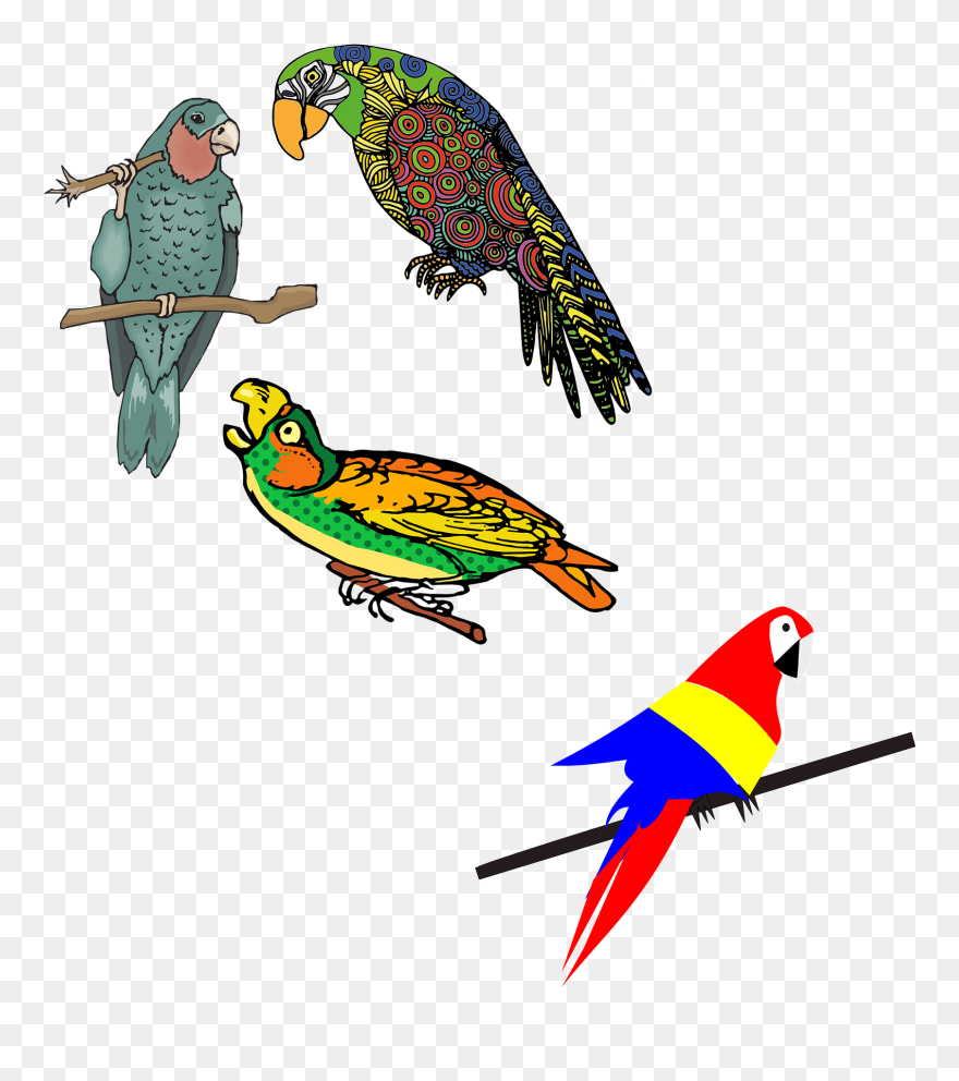 Vector Parrot Colored - Loros De Colores Dibujos Clipart