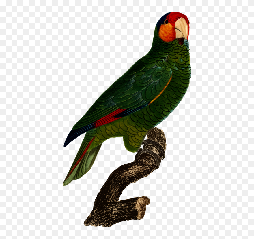 Macaw,parrot,lorikeet - Red-lored Amazon Clipart