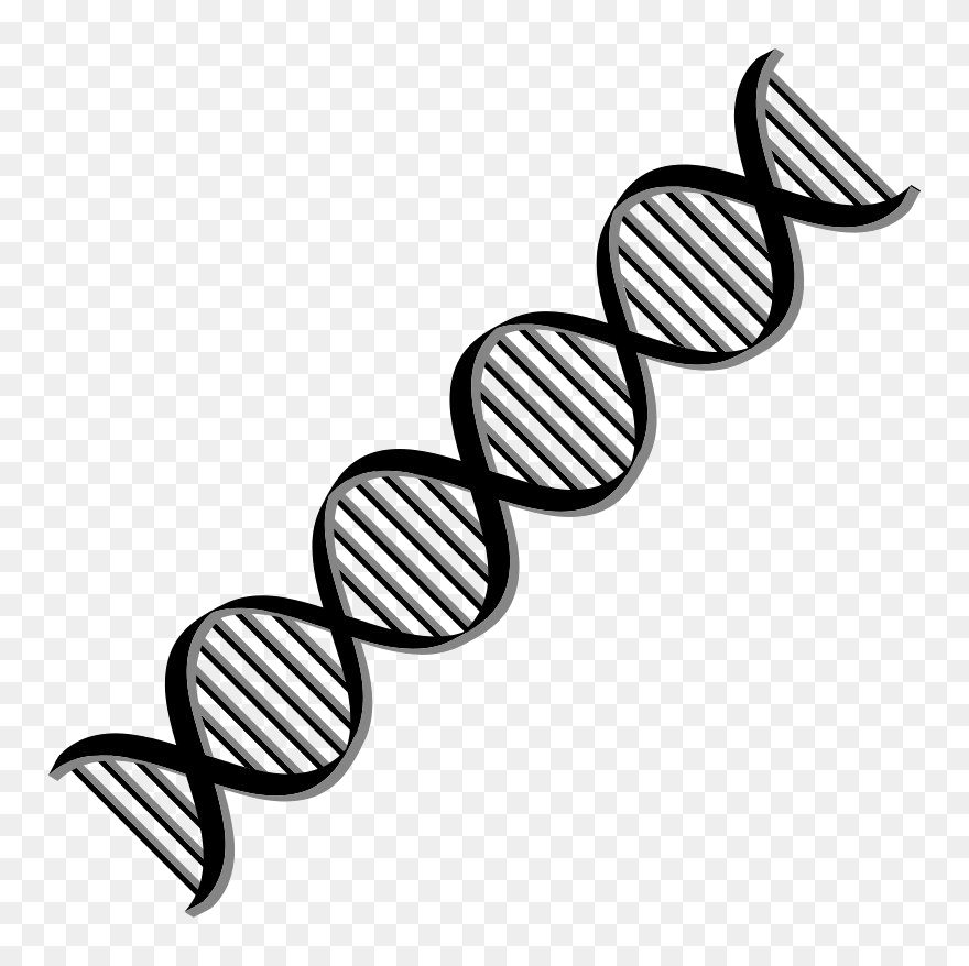 Dna Png Free Download - Double Helix Dna Clipart Transparent Png
