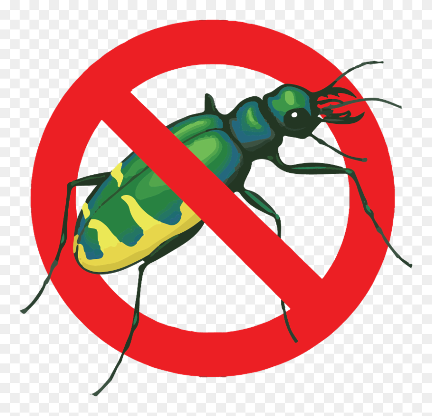 Clip Art - Png Download