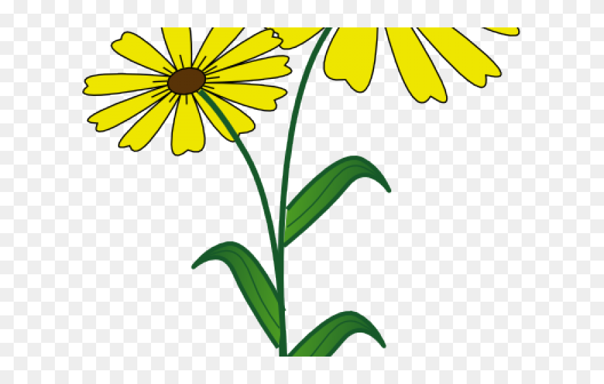 Stem Clipart Daisy Outline - Png Download