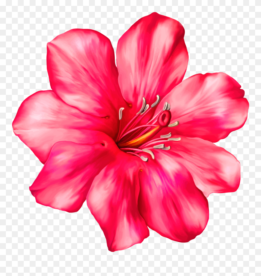 Pink Clipart Flower Image Transparent Library Exotic - Realistic Clip Art Flowers - Png Download