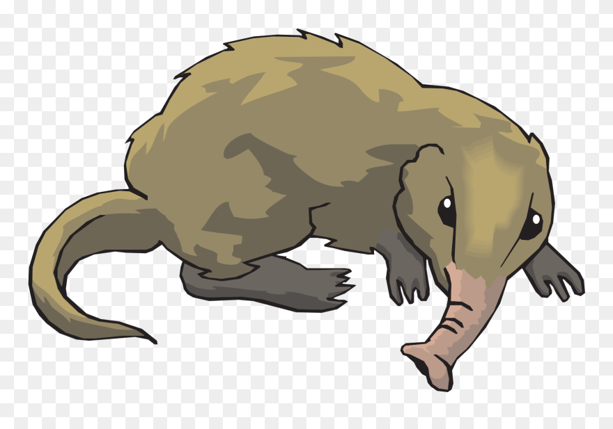Greater White Toothed Shrew Clipart - Png Download