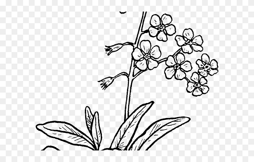 Forget Me Not Drawing Clipart
