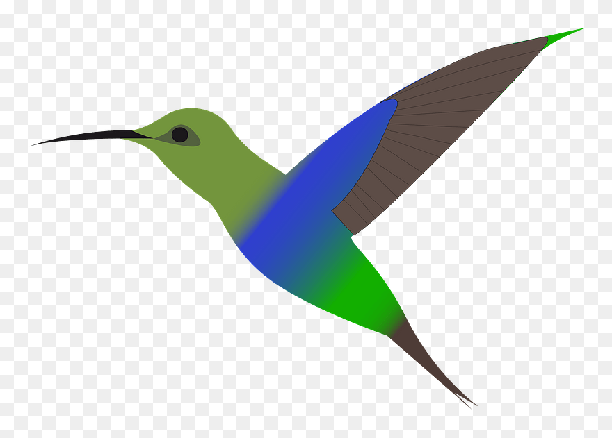 Hummingbird Clipart - Clip Art - Png Download