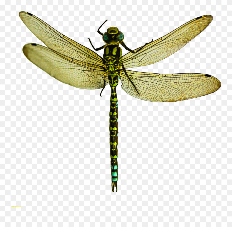 Dragonfly Transparent Dragon Fly - Dragonfly Png Clipart