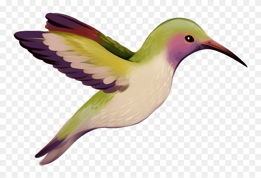 Hummingbird Clipart - Hummingbird - Png Download