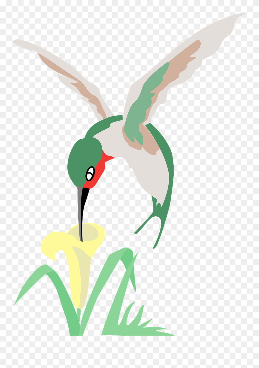 Hummingbird And Flower Clipart - Png Download