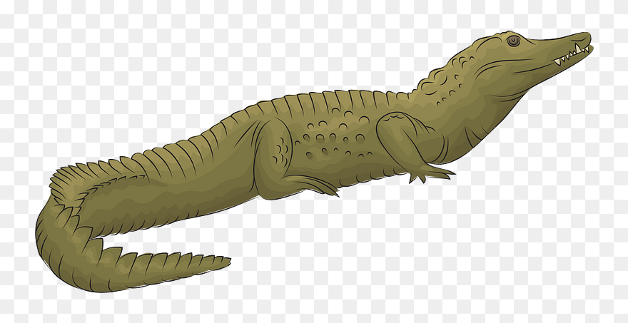 Nile Crocodile Clipart - American Crocodile - Png Download