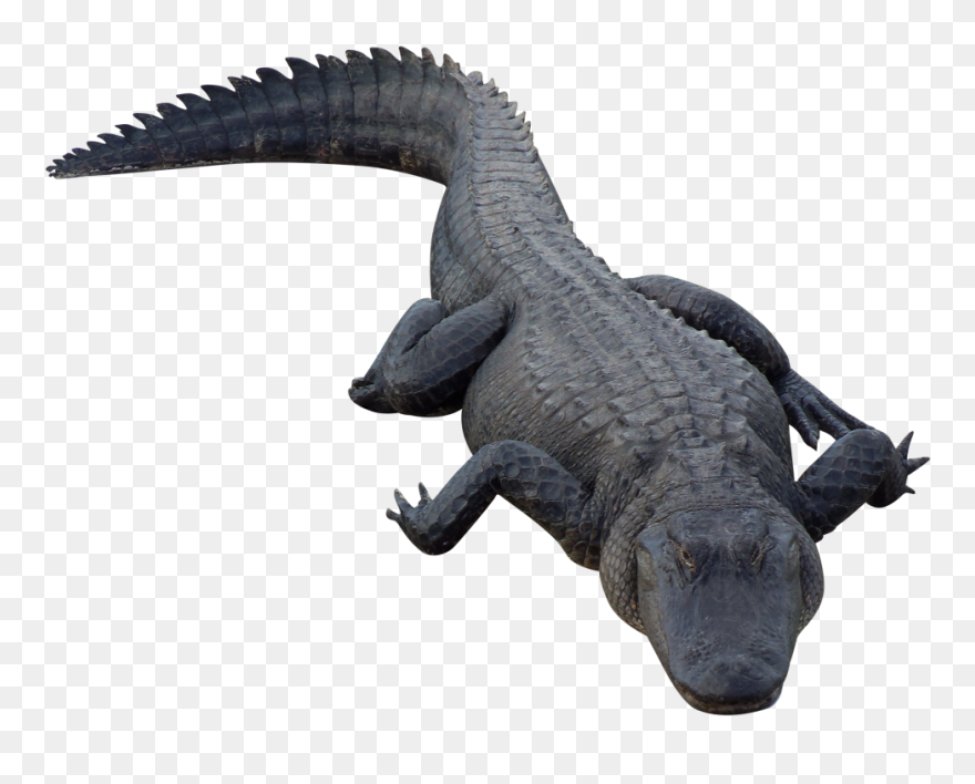 Alligator Png Clipart