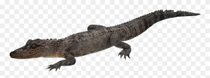Crocodile Png Transparent Bg Clipart