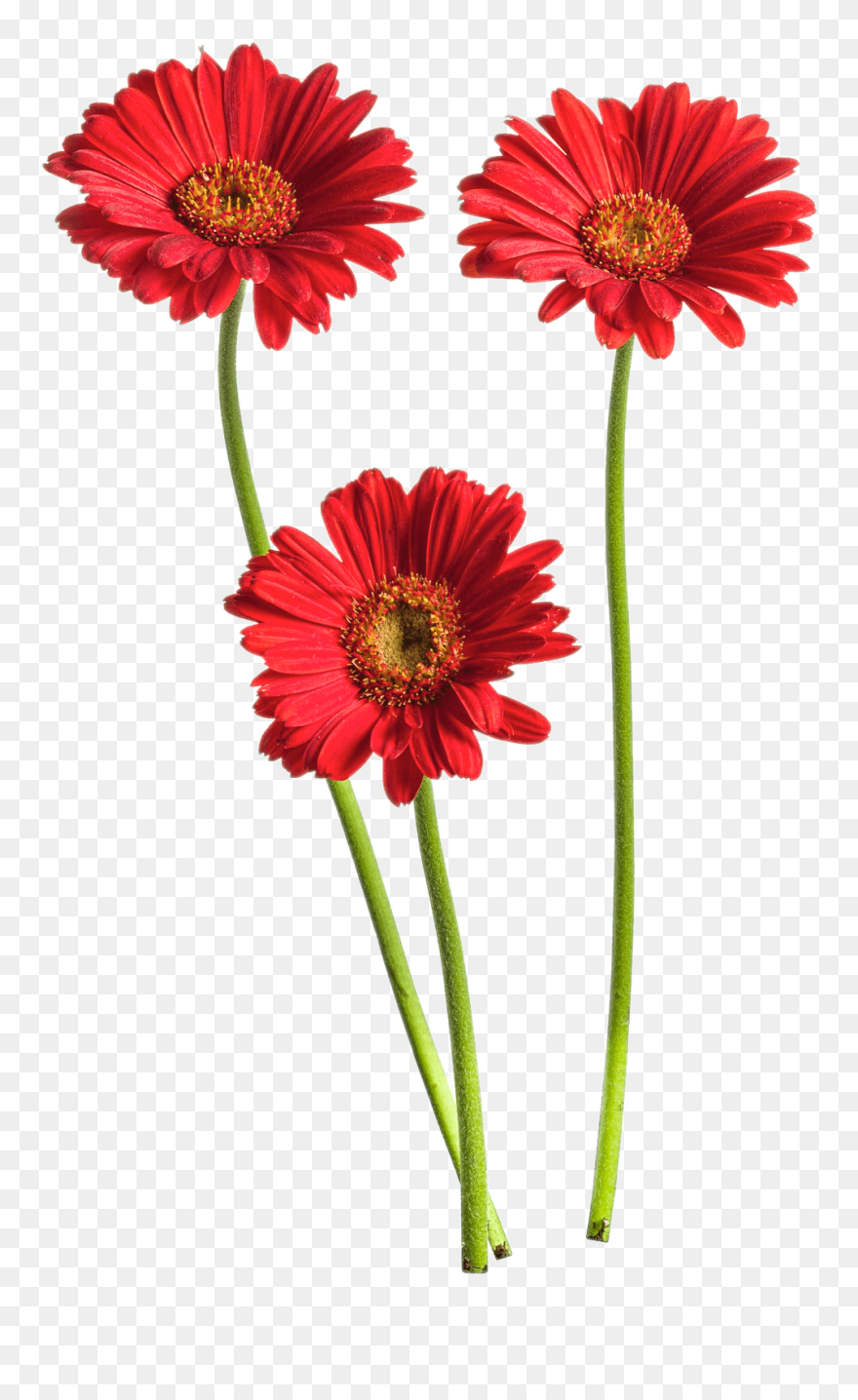 Gerbera Flower Png High-quality Image - Transparent Background Flowers Gerbera Png Clipart