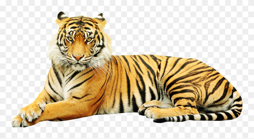 Sumatran Tiger Zoo Wildlife Sticker White Tiger - Bengal Tiger White Background Clipart