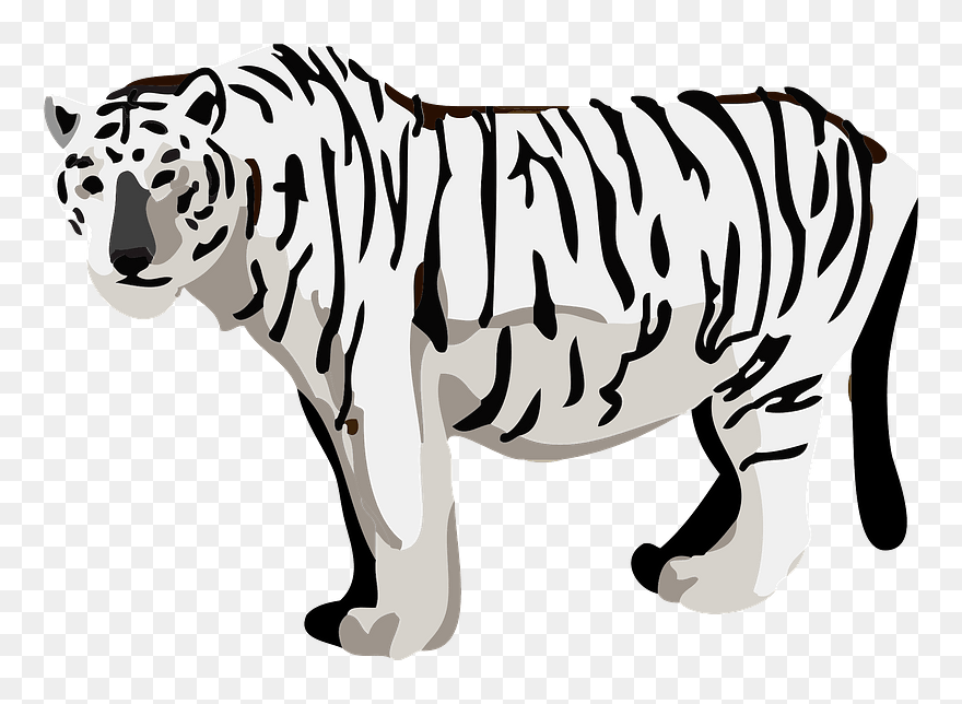 White Tiger Animal Clipart - Tiger - Png Download