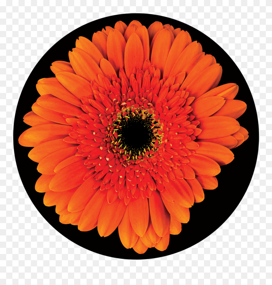 Apollo Design Cs-3469 Gerber Daisy Colourscenic Glass - Barberton Daisy Clipart