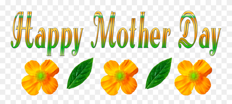 Evergreen Rose Clipart