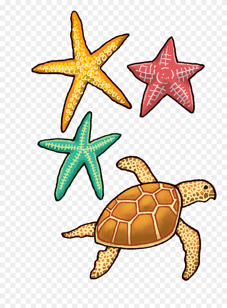 Kemp's Ridley Sea Turtle Clipart