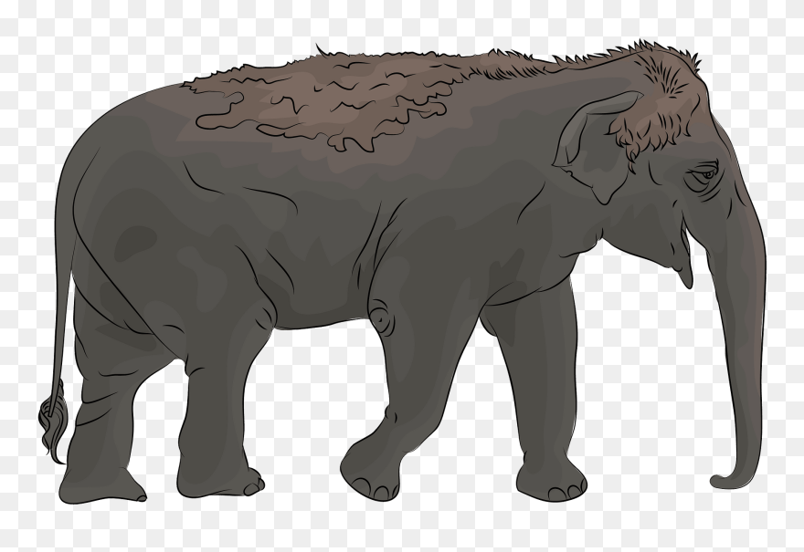 Indian Elephant Clipart