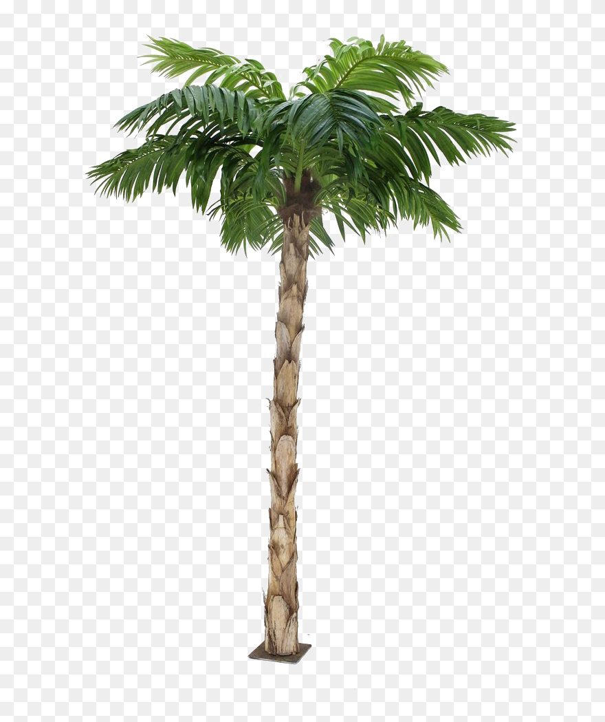 Palm Tree Transparent Background Clipart