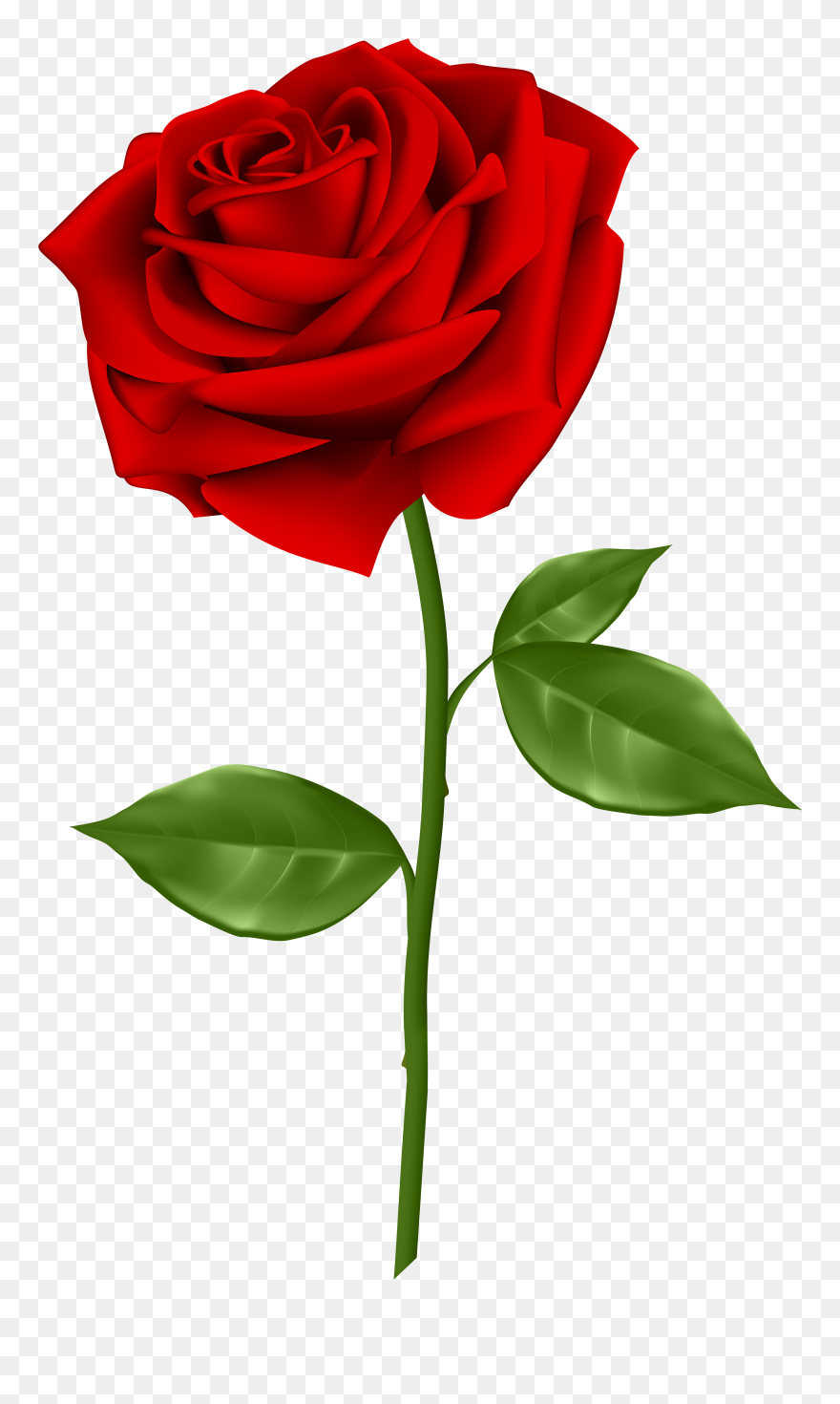 Blue Rose Clip Art - Transparent Background Red Rose Png