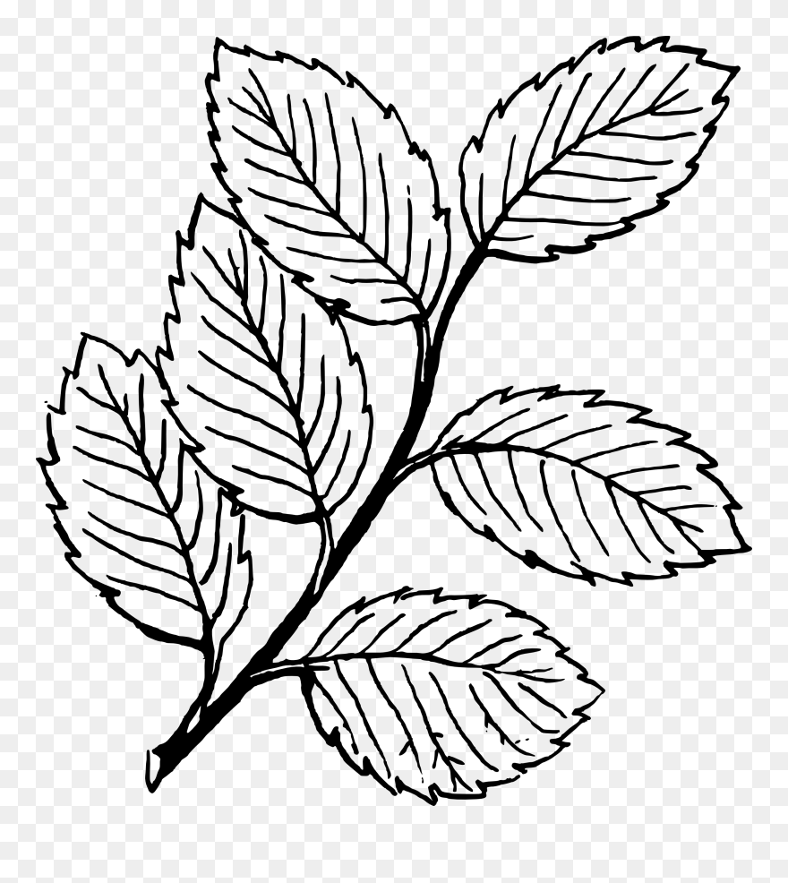 Clip Art Black And - Organic Business Card Design - Png Download