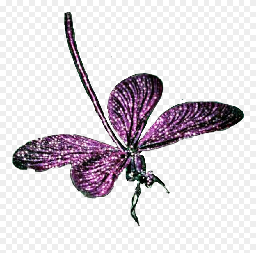 Transparent Purple Dragonfly Clipart - Insect - Png Download