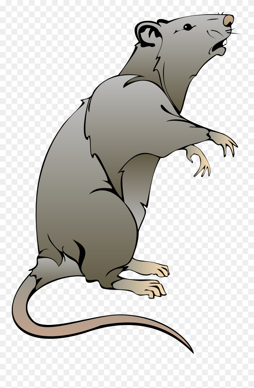Rat Clipart - Png Download